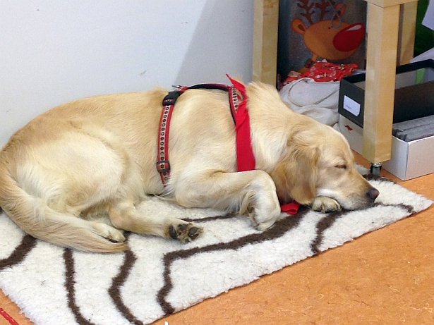 Unser fast erwachsener Schulhund